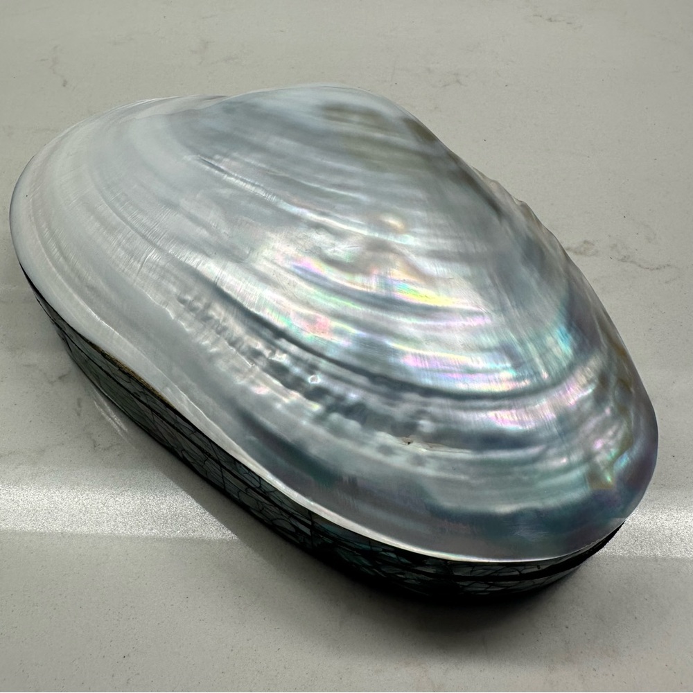 Mother Of Pearl Sea Shells Iridiscent White Keepsake Jewelry Box